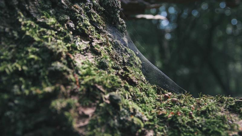 Traveler reviewing credit card options on laptop