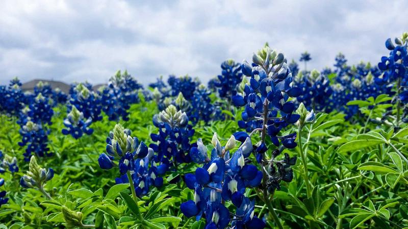 Top 7 Credit Cards with No Credit Check for Building Credit 2026 1 Credit cards spread on table