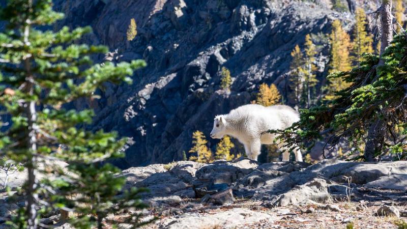 Person calculating credit card payments with notes