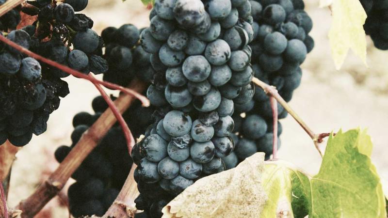 Credit One Bank Review 2025: Is It Good for Building Credit? 3 Checking credit score on smartphone app